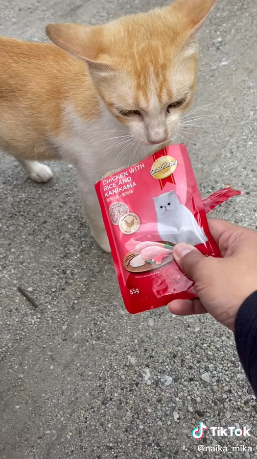 Zuria feeding a stray cat..