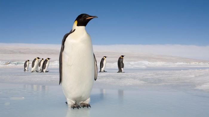 A photo of a penguin.