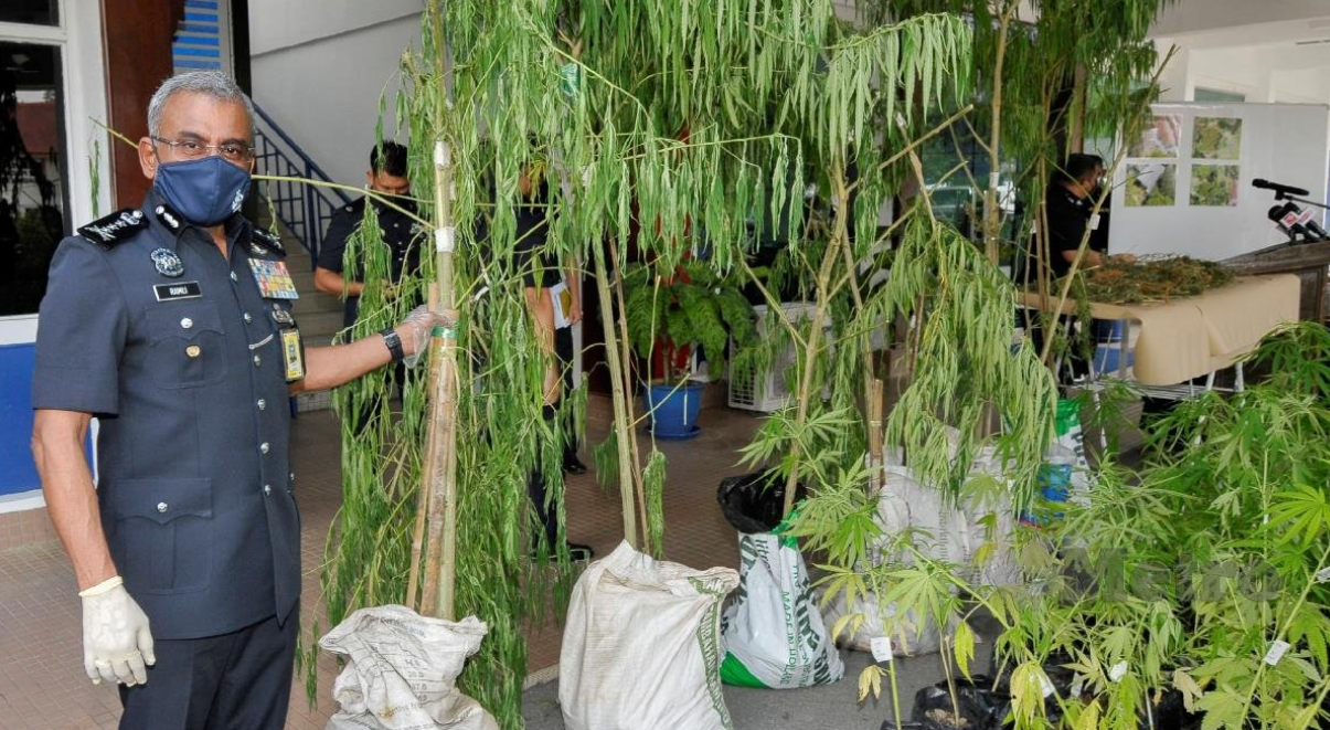 A former Malaysian diplomat was arrested for operating the largest cannabis farm in Malaysian history. Image credit: Harian Metro