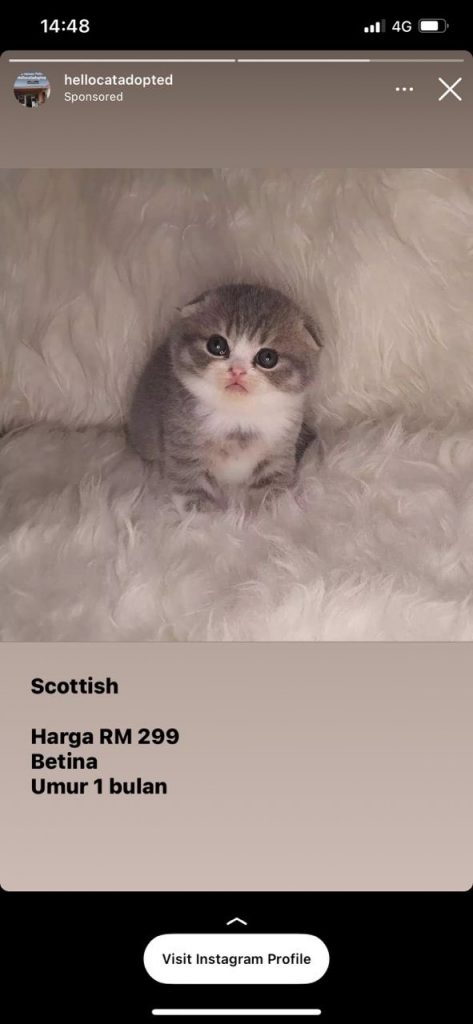 Pet Scam Hello Adopted
