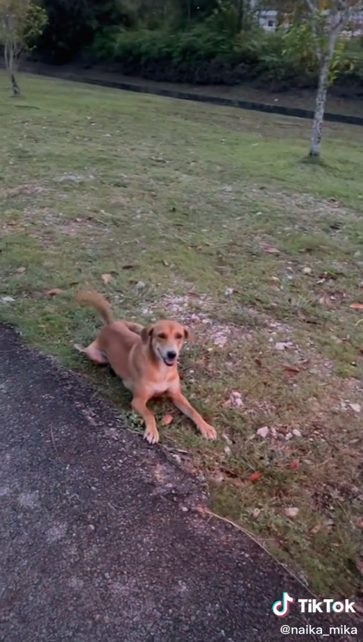 An excited stray dog meeting Zuria.