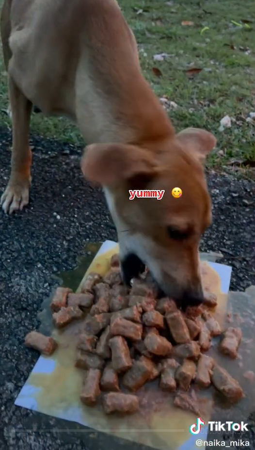 Stray dog enjoying food prepared by Zuria.