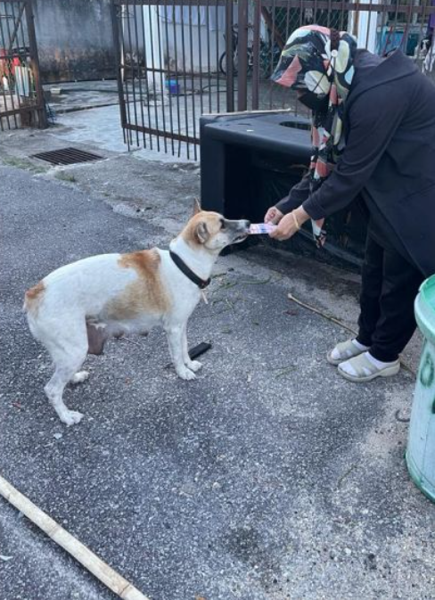 Zuria feeding the dogs.