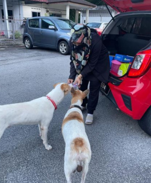 Zuria feeding stray dogs from her car.