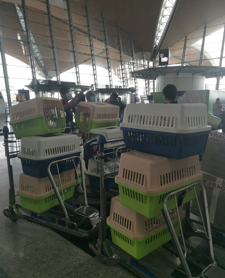 woman brings cats on flight back to Sabah