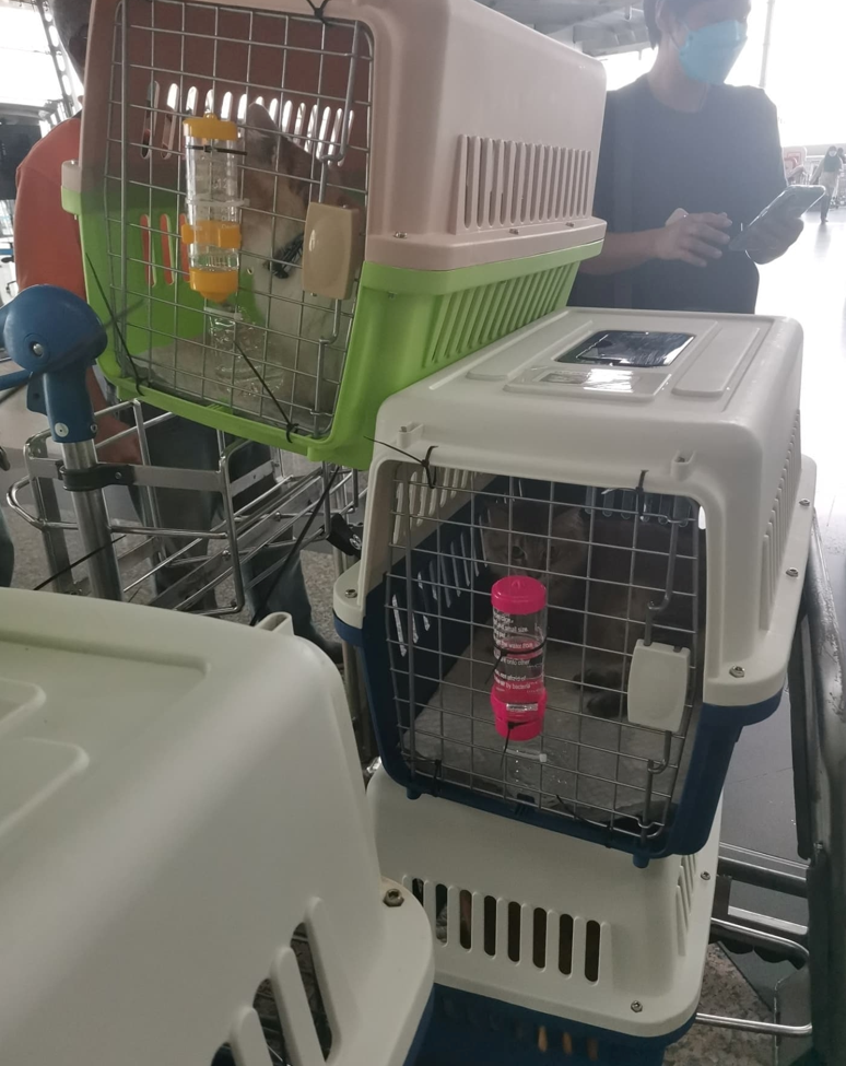 woman brings cats on flight back to Sabah
