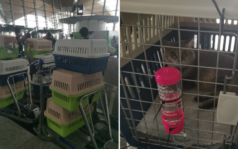Woman brings pet cats on flight back to Sabah