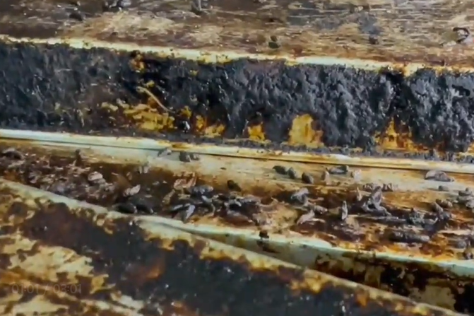 Rat droppings found on the bread baking trays.