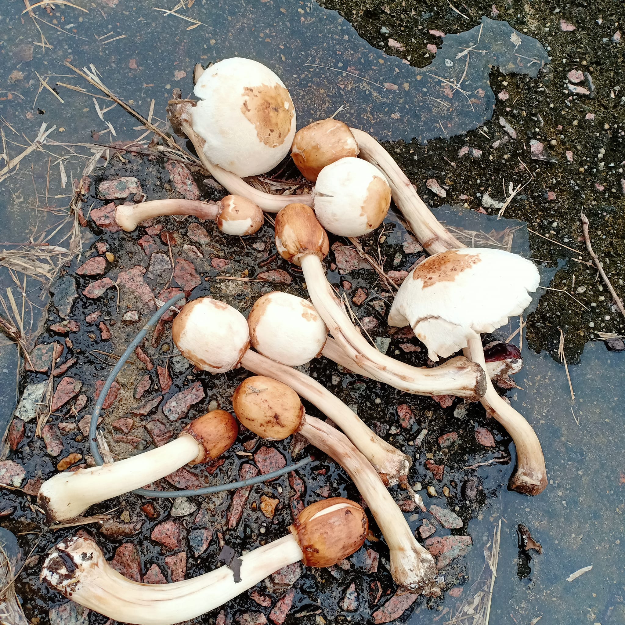 The poisonous mushrooms that Nurul had found.