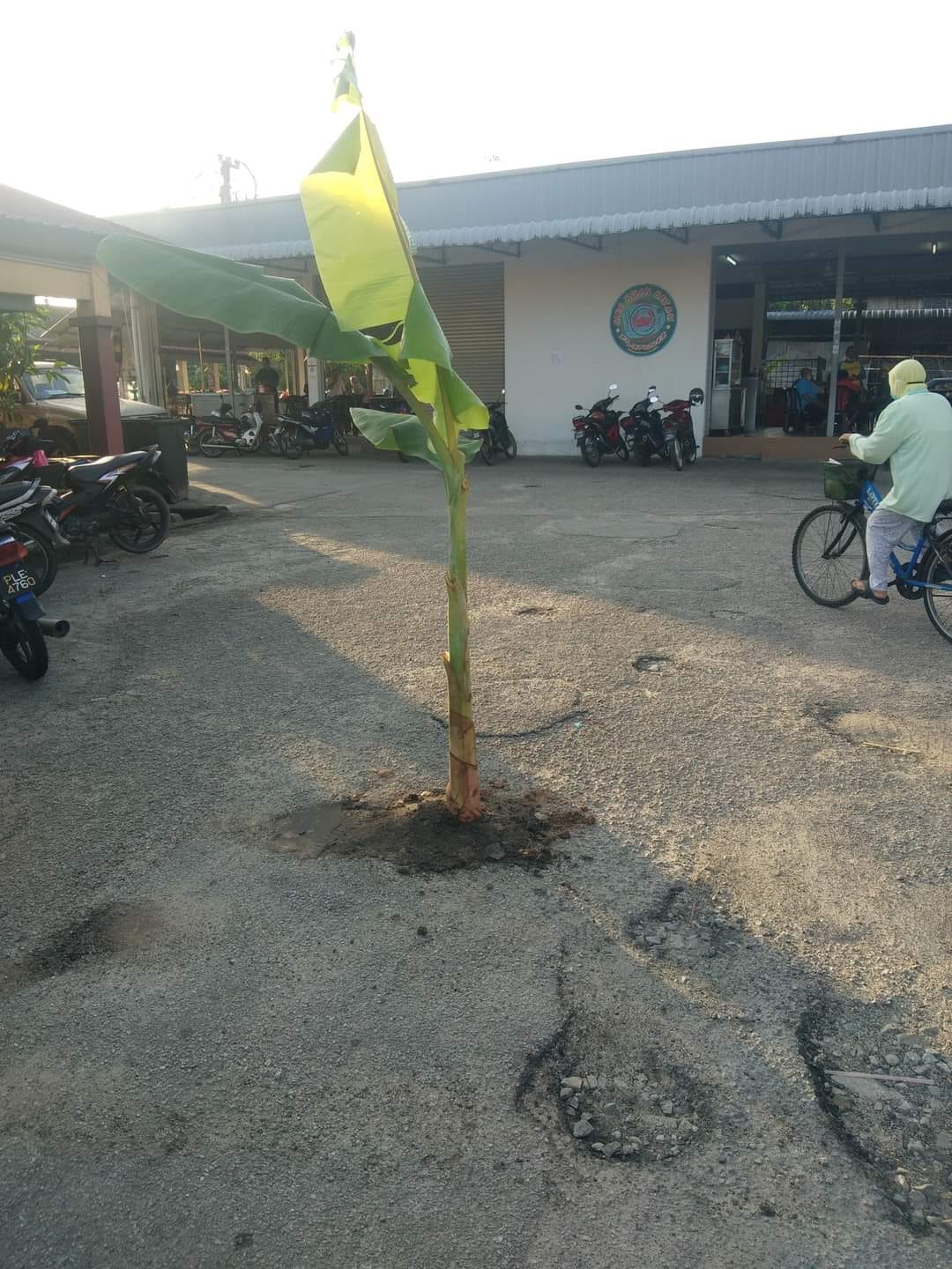 The banana trees planted in potholes.
