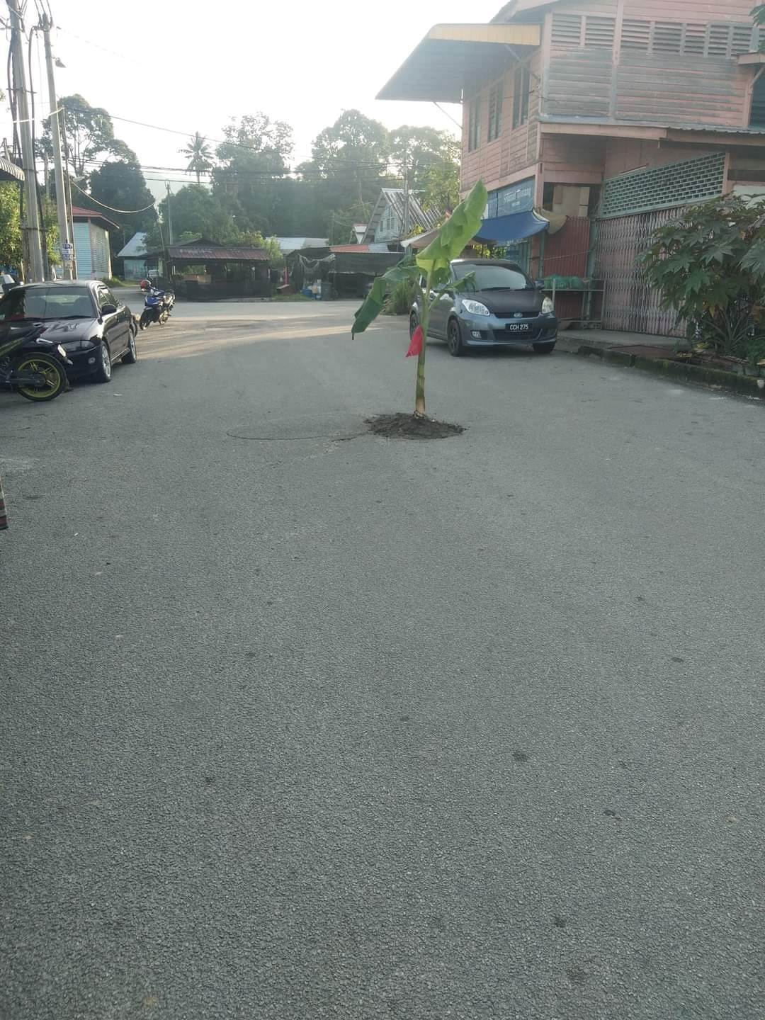 The banana trees planted in potholes.