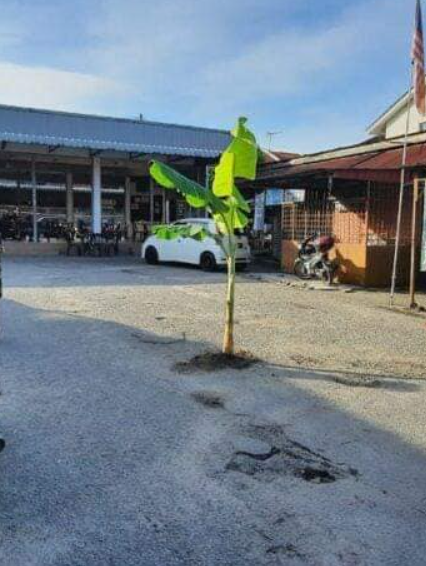 The banana trees planted in potholes.