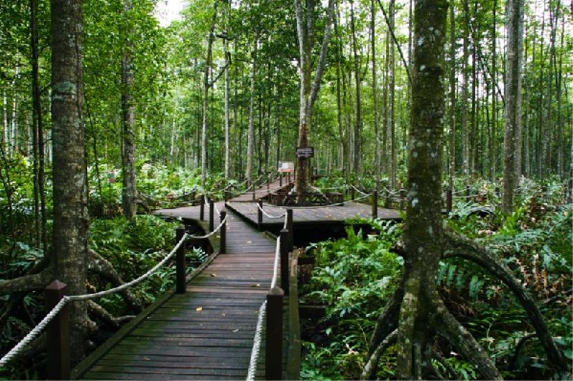 A forest reserve in Selangor with an elevated walkway.