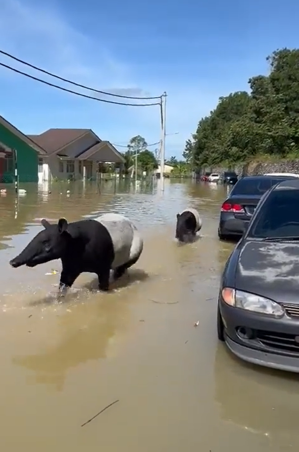 Both an adult and baby tapir were seen wandering through floods in Pahang.