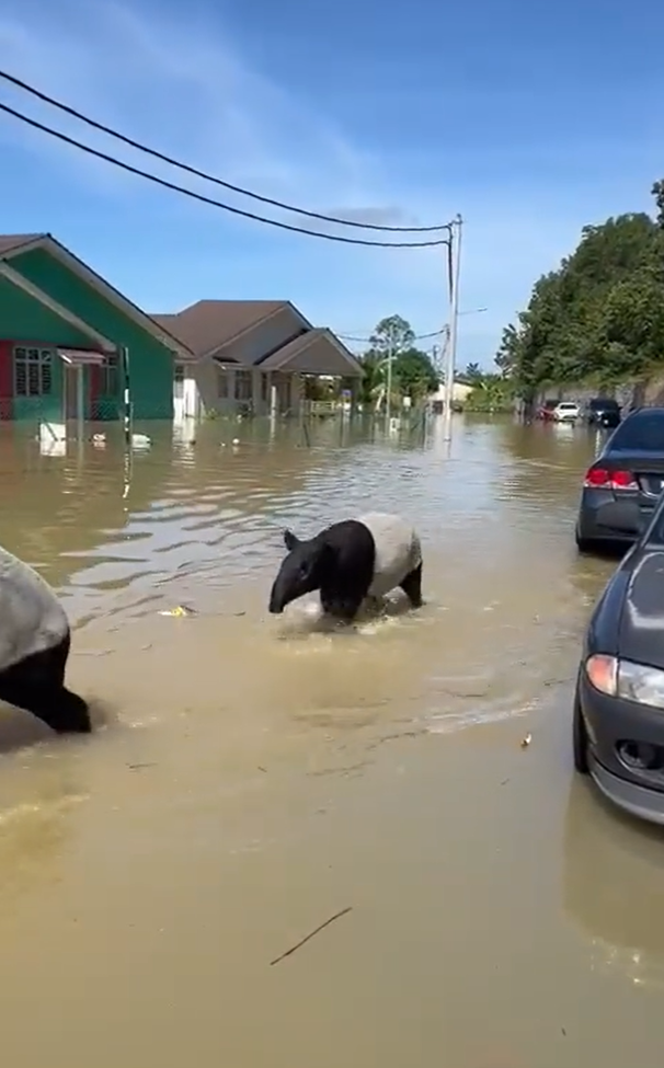Both an adult and baby tapir were seen wandering through floods in Pahang.