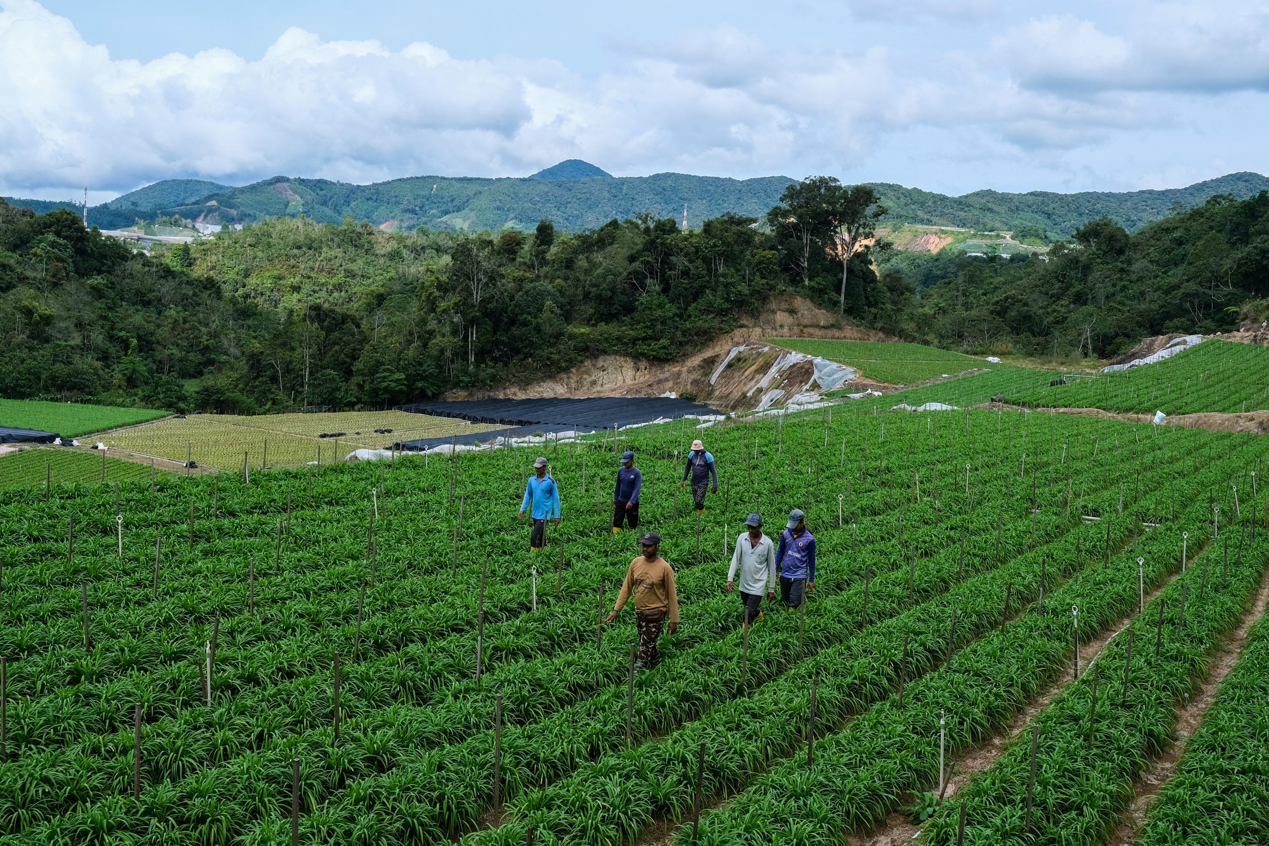 A vegetable farm in Cameron Highlands.