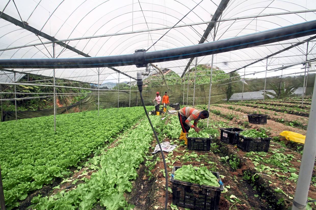 A vegetable farm in Cameron Highlands.