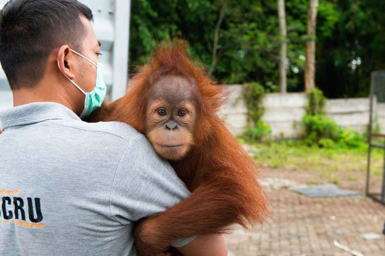 A baby orangutan being carried by a conservation worker.