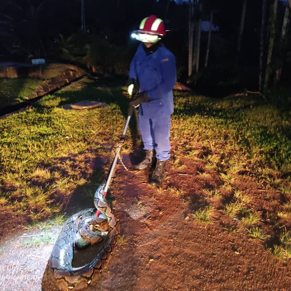 The python which was found by the 12-year-old boy being removed by the authorities.