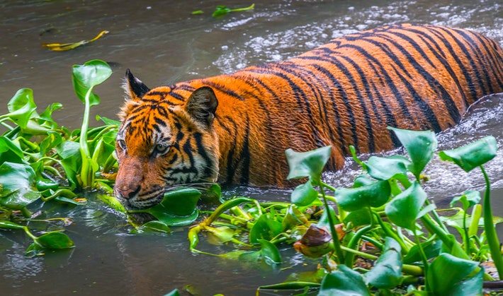 A photo of a Malayan tiger.