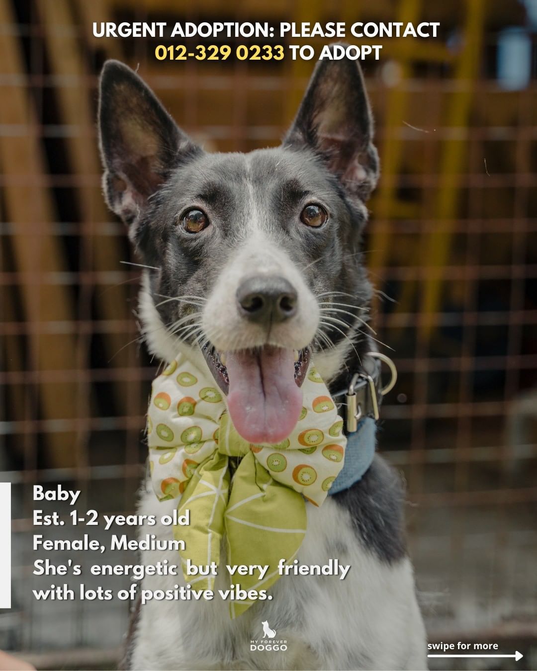 Aunty Angie is putting 14 of the stray dogs that were previously under her care up for adoption after she was told to vacate her shelter premises recently. Source: @myforeverdoggo