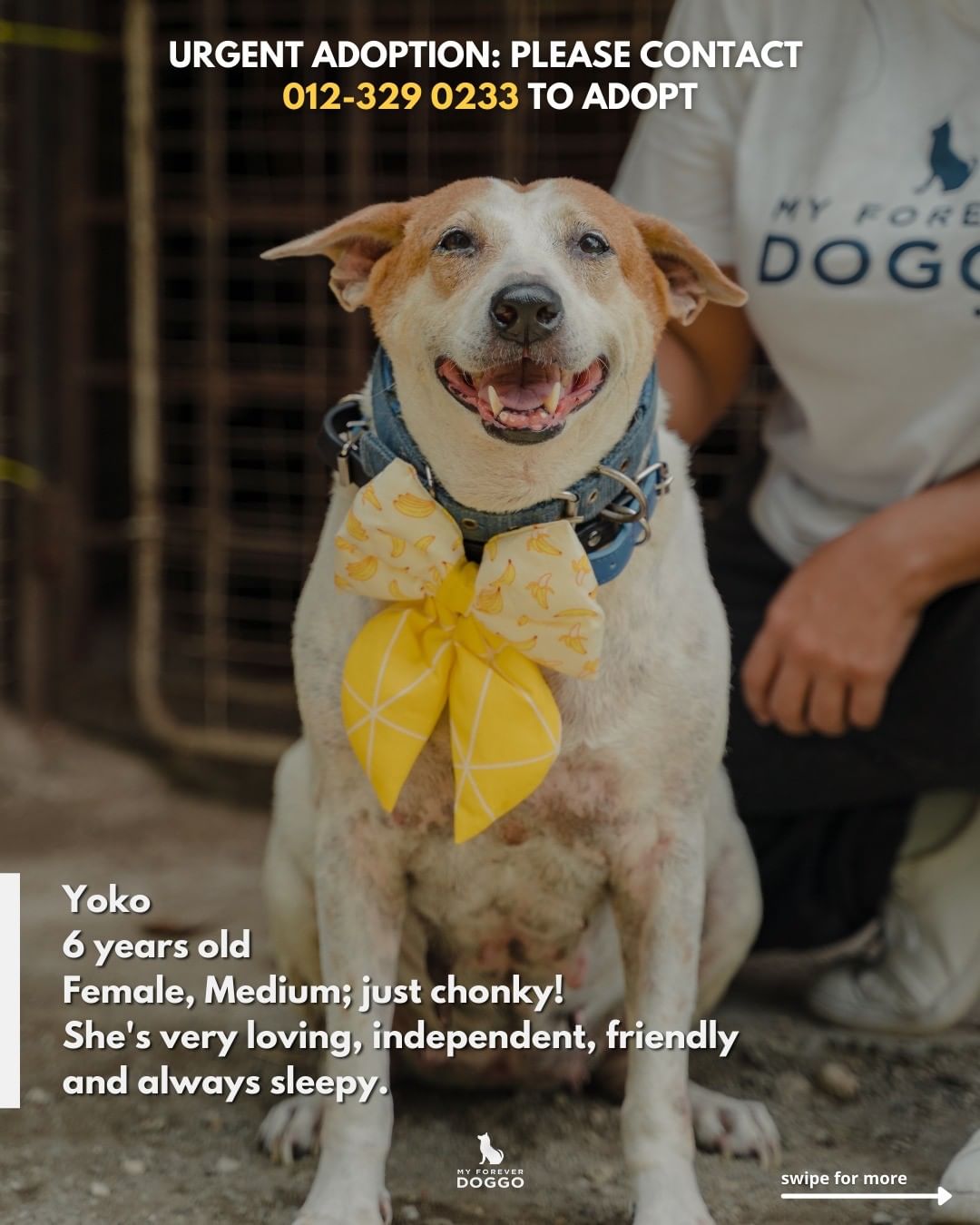 Aunty Angie is putting 14 of the stray dogs that were previously under her care up for adoption after she was told to vacate her shelter premises recently. Source: @myforeverdoggo