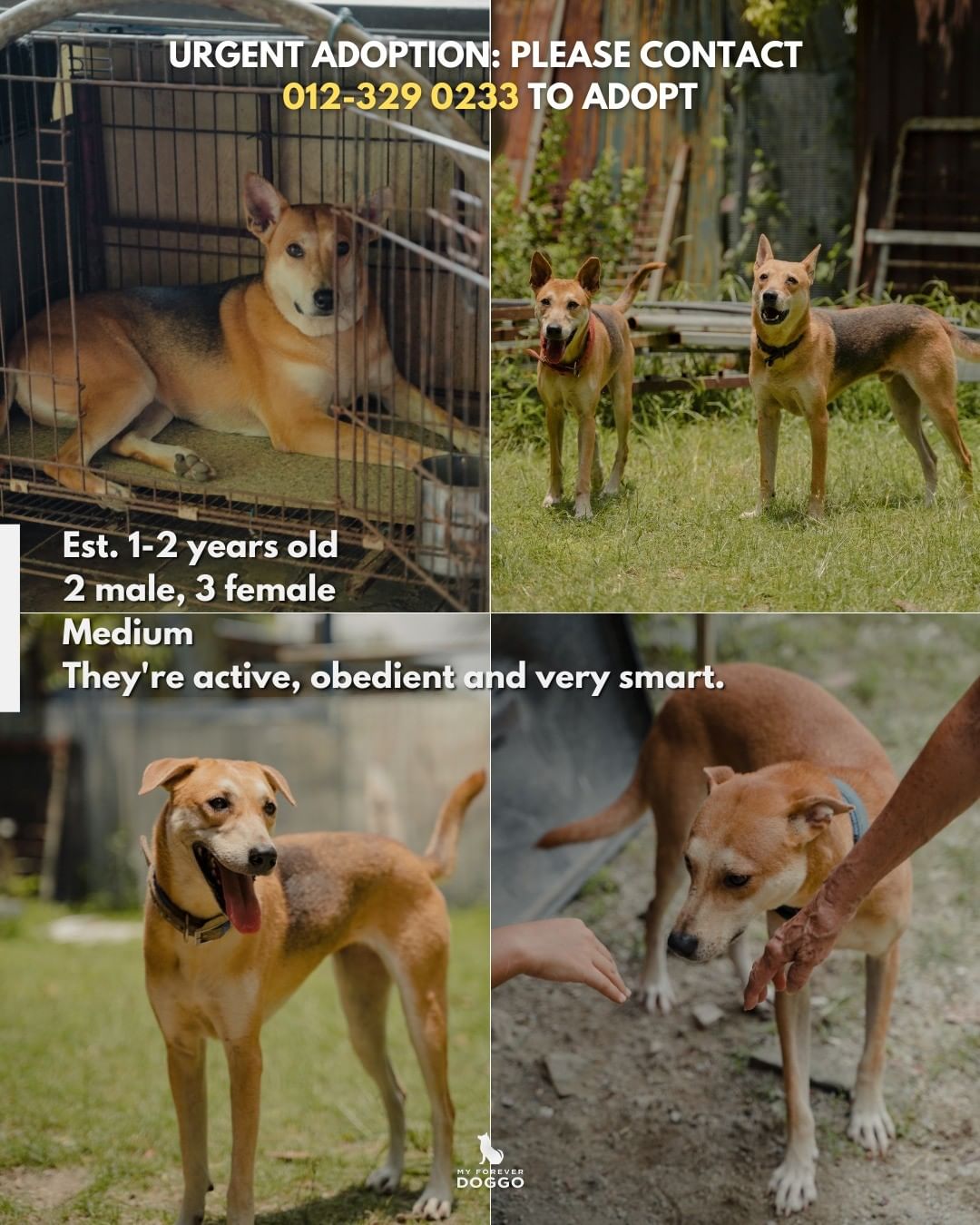 Aunty Angie is putting 14 of the stray dogs that were previously under her care up for adoption after she was told to vacate her shelter premises recently. Source: @myforeverdoggo