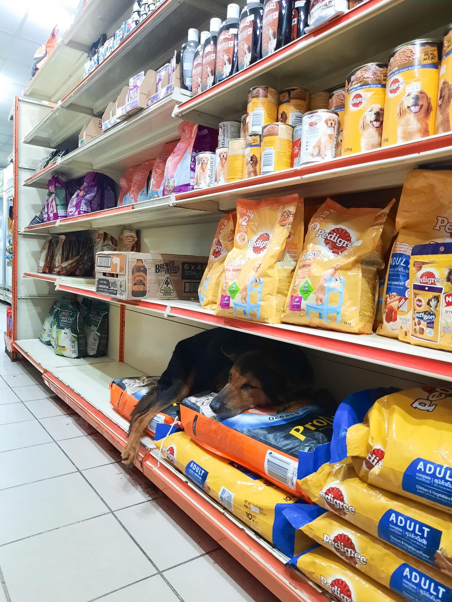 Employees of a 99 Speedmart have been praised for allowing a stray dog to seek shelter and hide from thunderstorms in their store. Source: @nabilfikran10