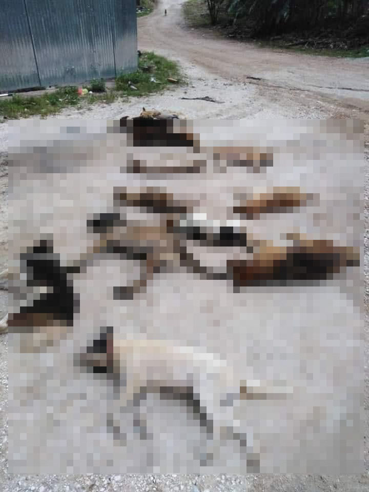 Over 20 stray dogs were found dead near Taman Tasik Cermin in Ipoh. Source: Persatuan Haiwan Malaysia - Malaysia Animal Association