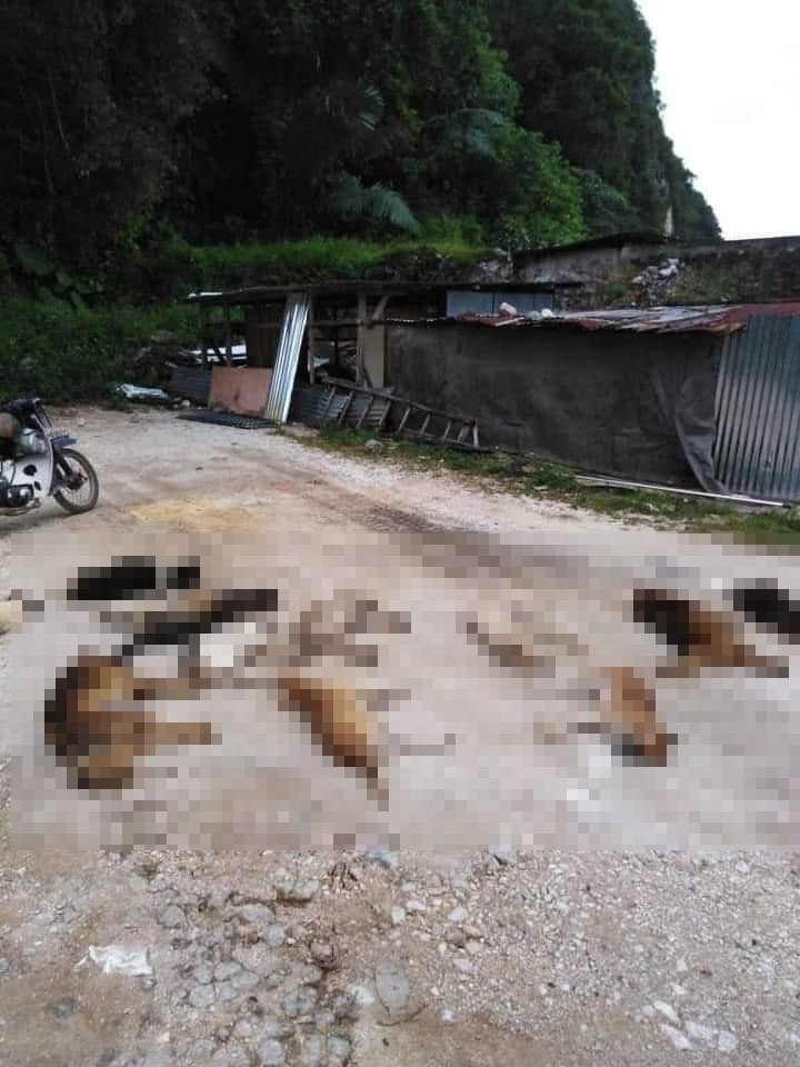 Over 20 stray dogs were found dead near Taman Tasik Cermin in Ipoh. Source: Persatuan Haiwan Malaysia - Malaysia Animal Association