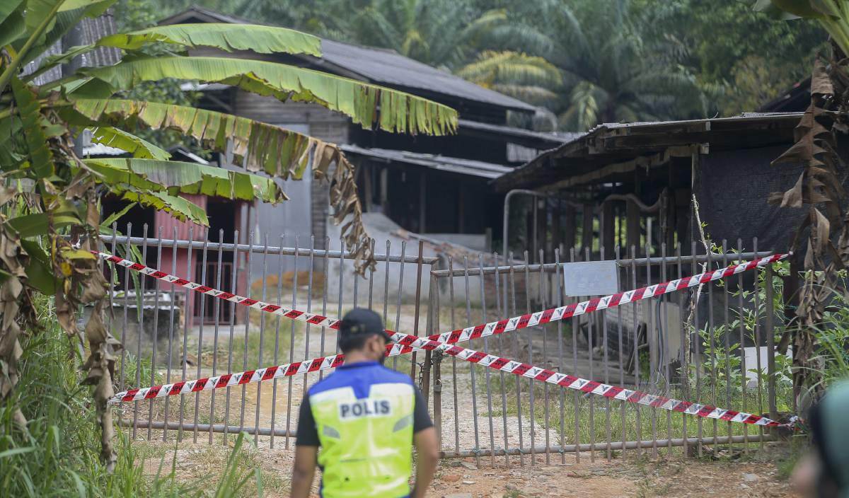 Over 2,000 pigs infected with African swine fever were found missing from 19 illegal pig farms. Source: Berita Harian