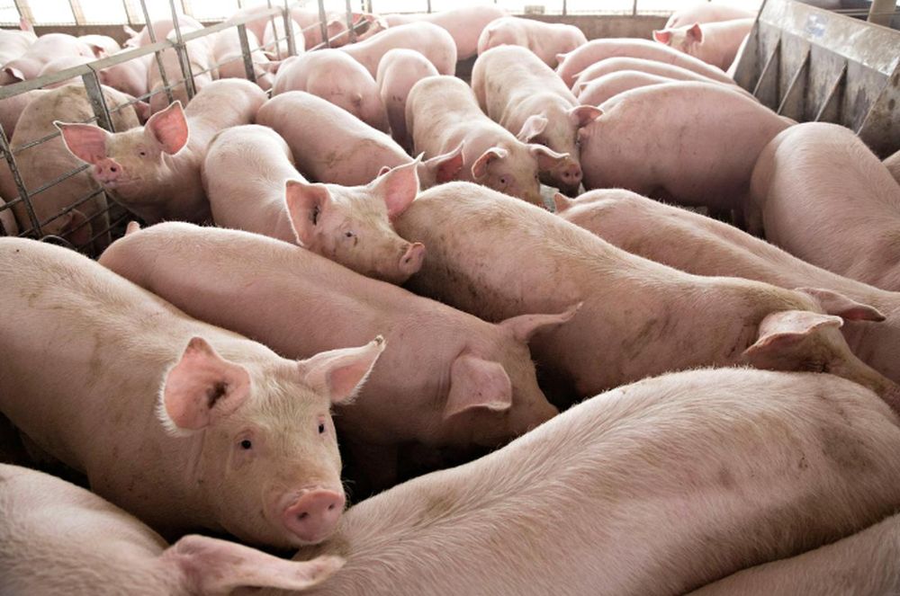 Over 2,000 pigs infected with African swine fever were found missing from 19 illegal pig farms. Source: Malay Mail