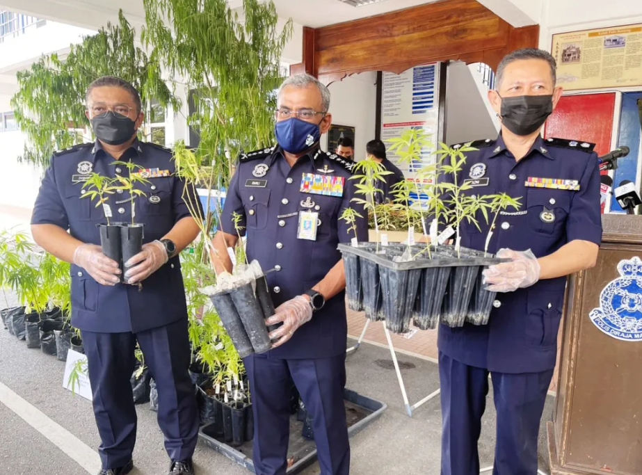 A former Malaysian diplomat was arrested for operating the largest cannabis farm in Malaysian history. Image credit: Malaysia Gazette