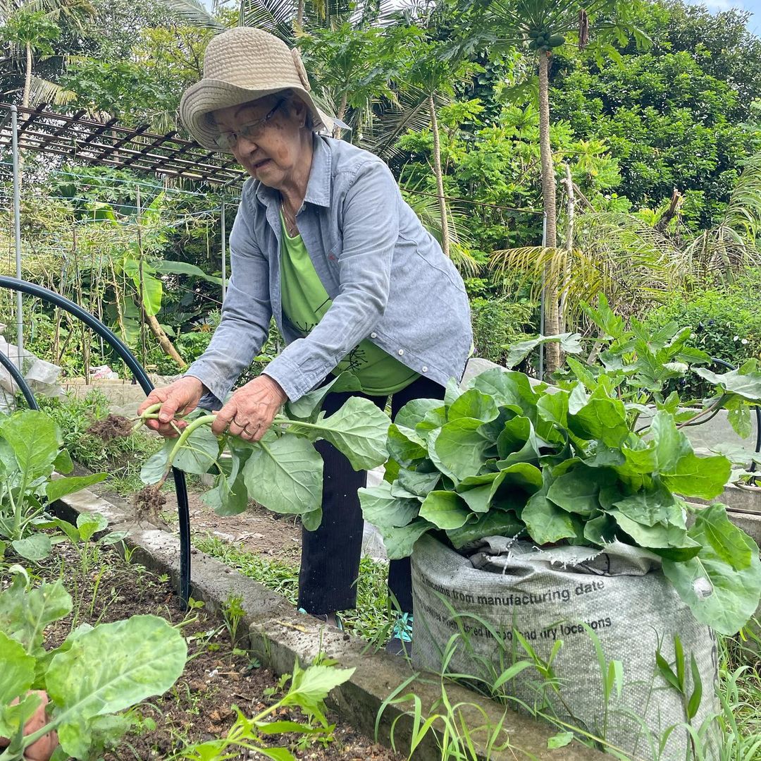 Fruits and vegetables harvested from the garden are distributed to communities in need. Image credit: kebunkebunbangsar