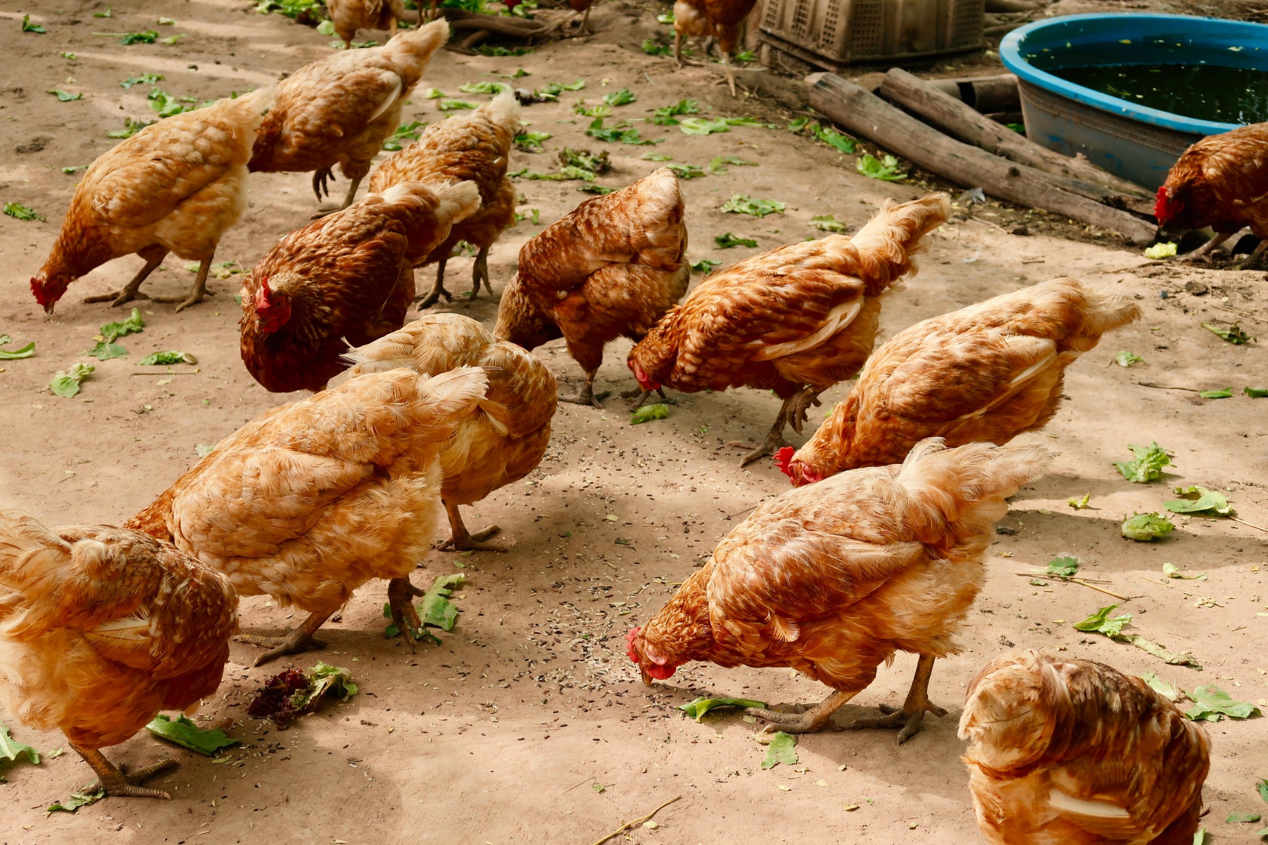 Chickens in a Thai farming community have been fed a diet of cannabis. Image credit: chatnarin pramnapan on Unsplash