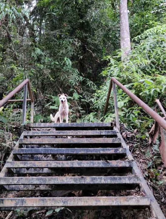 They encountered a friendly dog who 'guided' them back down to the foot of the hill. Image credit: China Press