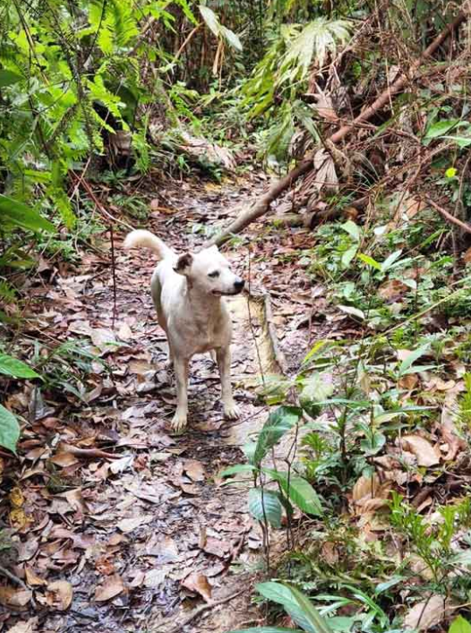 They encountered a friendly dog who 'guided' them back down to the foot of the hill. Image credit: China Press