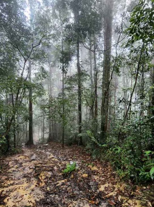 A group of college students had planned to hike up Bukit Putus in Negeri Sembilan. Image credit: China Press