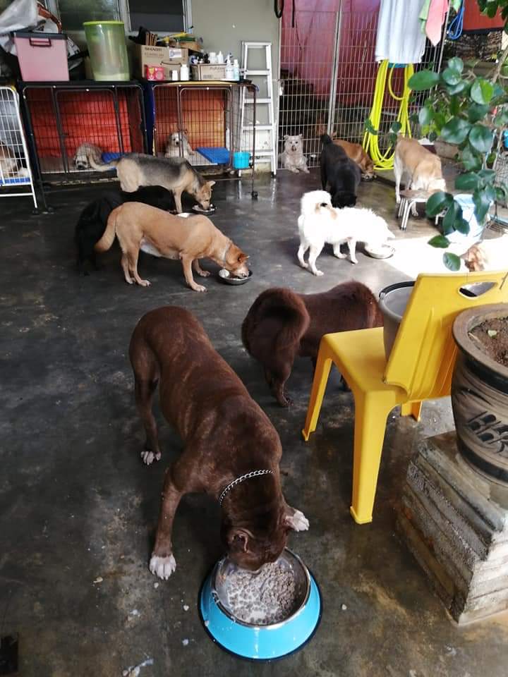 Dave is now looking for help to rehome his 18 rescue stray dogs as he will no longer be able to care for them. Image credit: Dave Lim