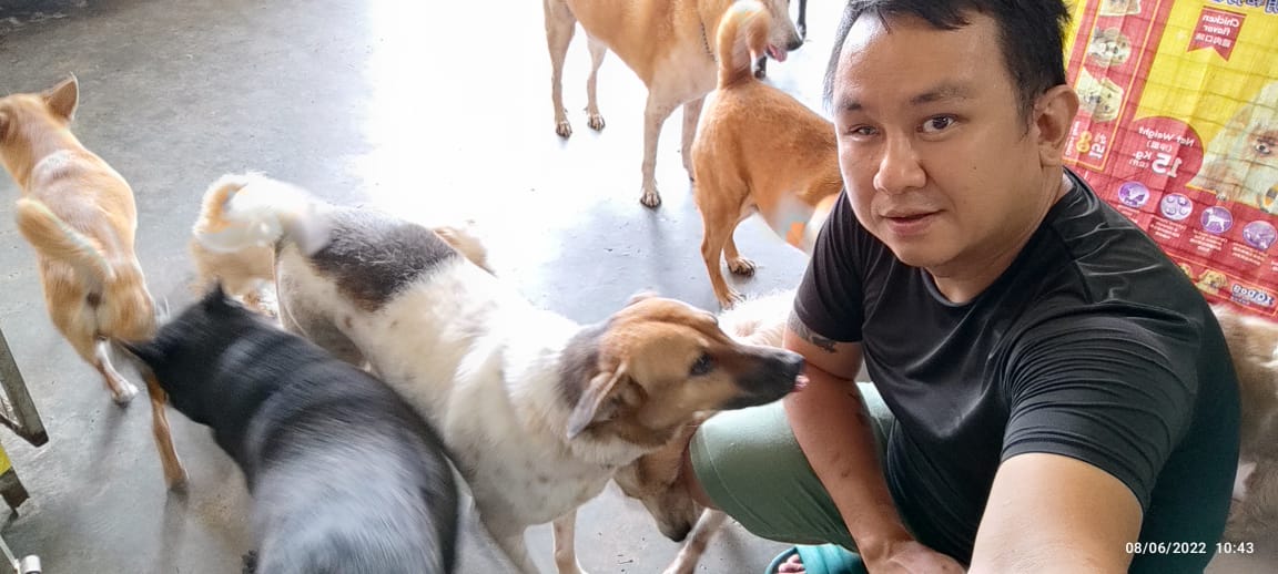 Dave is now looking for help to rehome his 18 rescue stray dogs as he will no longer be able to care for them. Image credit: Dave Lim