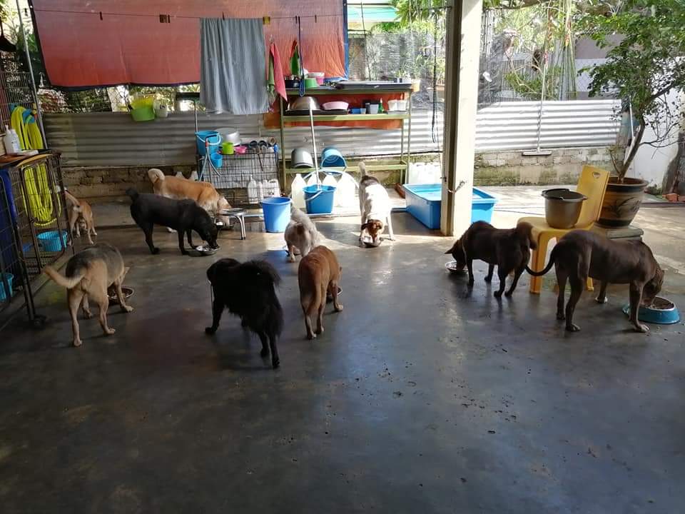 Dave is now looking for help to rehome his 18 rescue stray dogs as he will no longer be able to care for them. Image credit: Dave Lim