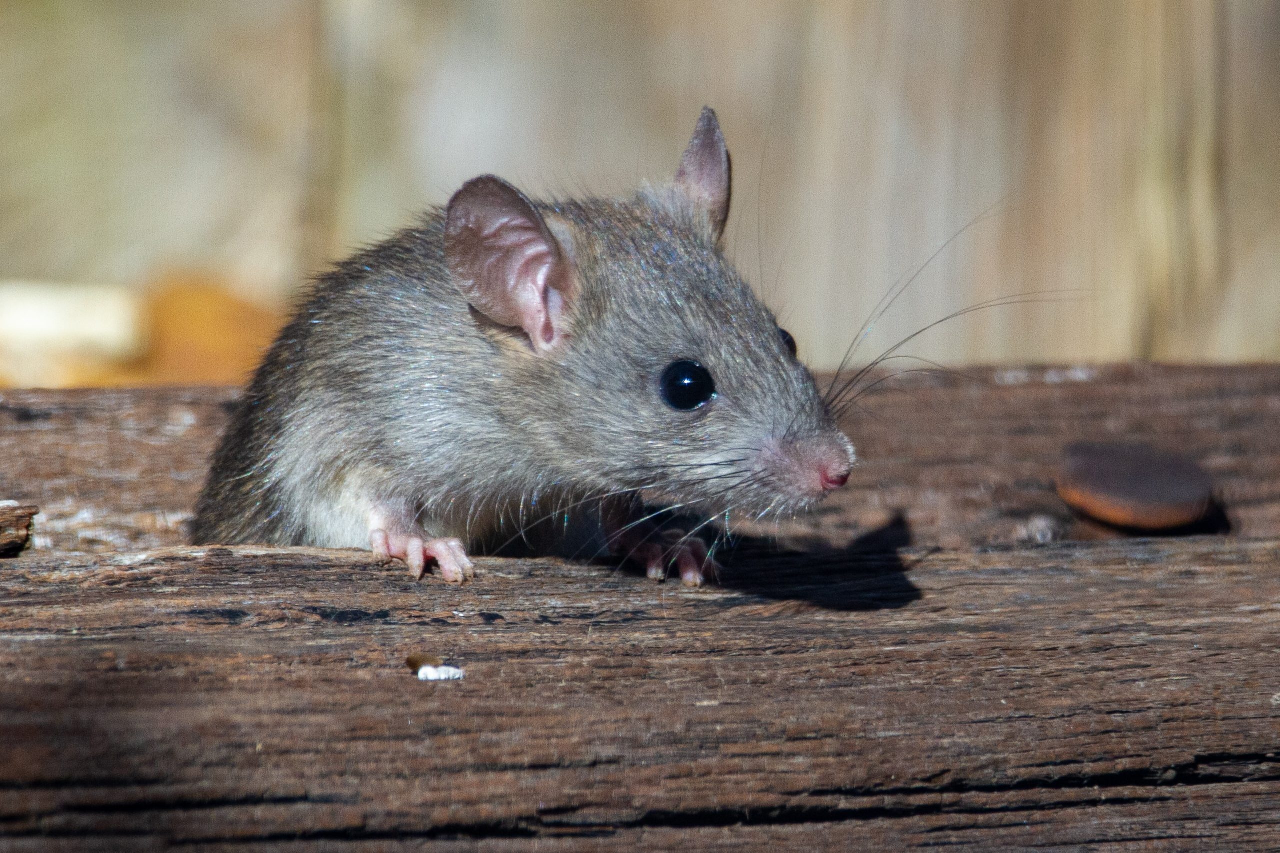 The Jasin and Sandakan city councils are offering cash rewards to anyone who brings in rats, dead or alive. Image credit: Joshua J. Cotten on Unsplash