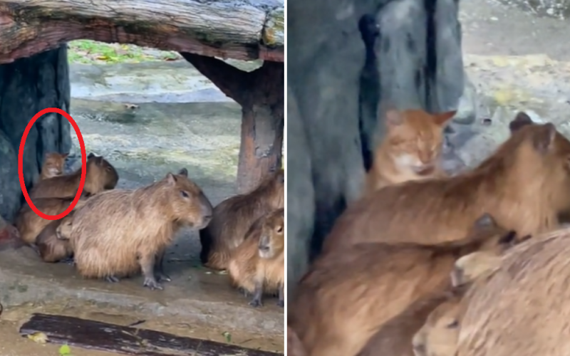 Oyen the Orange Cat Is Officially Part of This Malaysian Capybara Herd