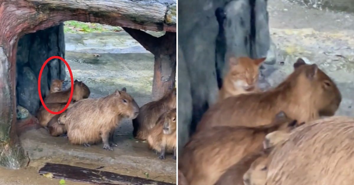 Oyen kitty spotted trying to blend in with capybaras at Zoo Negara